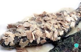 Recette Truite au meunier