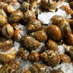Recette d'escargots de terre en sauce